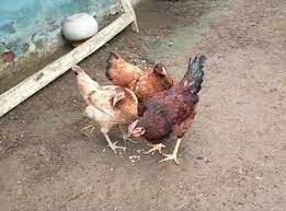 जबलपुर में अजीबो-गरीब मामला: मुर्गी पकाकर खुद खा गया और थाने पहुंचा चोरी की शिकायत करने